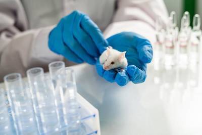Гессенские исследовательские центры: обойтись без экспериментов на животных не удастся