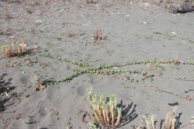 На пляжах Сочи нашли ядовитый сорняк