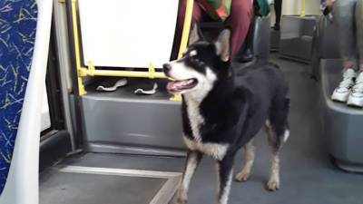 В Твери собака ездит на автобусах в поисках хозяина
