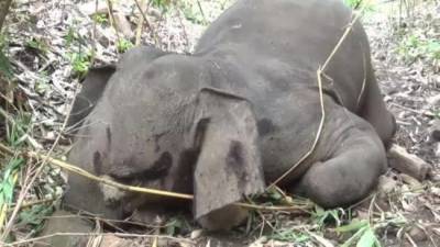 В Индии от удара молнии погибло 18 диких слонов очевидцы