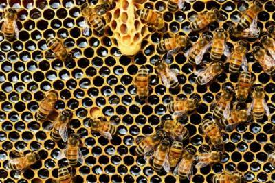 Укрпошта заявила, что часть пчел при перевозке выжила