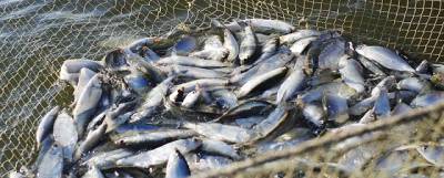 За время весенней путины в Калмыкии из-за плохой погоды выловили очень мало рыбы
