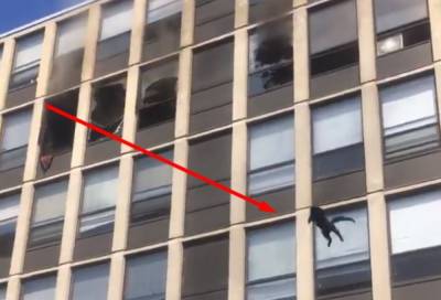 Люди закричали от испуга: кот эффектно выпрыгнул из горящего пятого этажа, видео