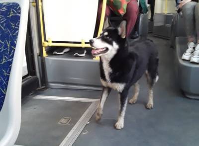 В Твери пес ищет хозяина в городских автобусах