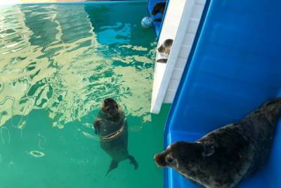 В Петербурге спасенных тюленят перевели в большой уличный бассейн