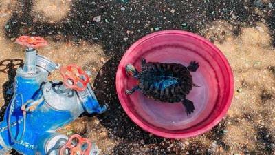 Родилась в рубашке: на пожаре в Севастополе спасли черепаху – видео