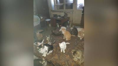 На Стрельнинском шоссе нашли квартиру с десятками кошек