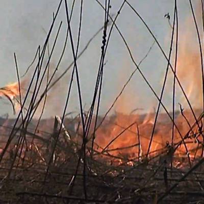 В Самарской области горят 13 дачных домов и сухая трава