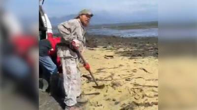 Жители Сахалина лопатами собирают икру отнерестившейся сельди