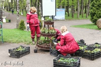 В Лопатинском саду в Смоленске высадили бархатцы и бегонии