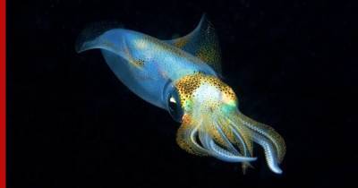 Нападение гигантского кальмара на искусственную медузу сняли глубоководные камеры