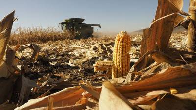 Климатологи предупредили о снижении урожайности из-за глобального потепления