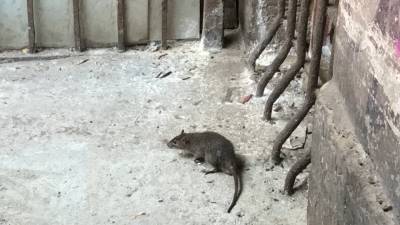 В нашествии крыс в Петербурге винят торговые точки