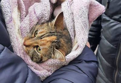 В Одессе бесплатно стерилизуют бездомных кошек – что надо знать желающим помочь животным
