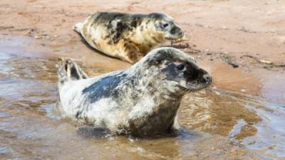 Спасенных петербуржцами детенышей тюленей могут отпустить на волю через три недели