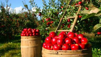 Польские фермеры с горечью отметили рост числа яблоневых садов в России