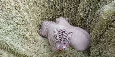 В Бердянске в зоопарке Сафари впервые показали новорожденных белых тигрят - фото - ТЕЛЕГРАФ
