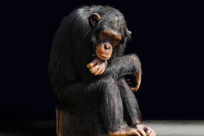 В Китае заявили об острой нехватке обезьян для опытов
