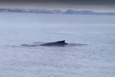 На побережье Кольского Заполярья горбатые киты становятся туристической достопримечательностью Баренцева моря