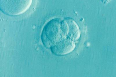 В РПЦ призвали принять закон об усыновлении замороженных эмбрионов