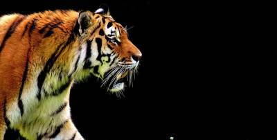 В России фотоловушка сняла, как тигр отвечает на свист оленя – видео - ТЕЛЕГРАФ