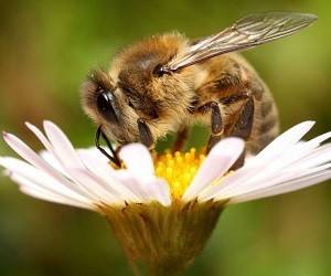 Ученые научили пчел определять коронавирус по запаху
