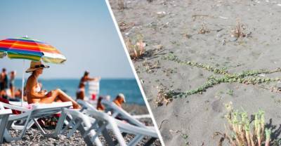 На пляжах Сочи началась экспансия ядовитого сорняка