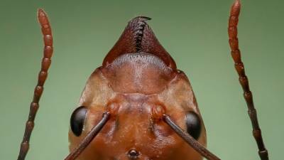 Биологи обнаружили у муравьев подобие сватовства