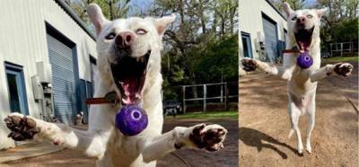 «Его улыбка до ушей!» — курьезного пса сняли в тот самый момент, когда он увидел брошенный мячик - goodnews.ua - Техас