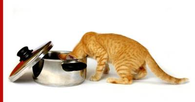 Как отучить кошку выпрашивать еду со стола: советы ветеринаров