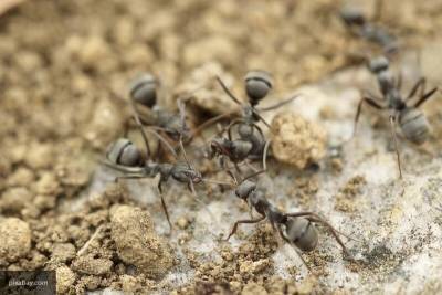 "Давай поженимся": муравьев поймали на "сватовстве" матки