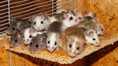Мыши помогли ученым раскрыть природу любопытства