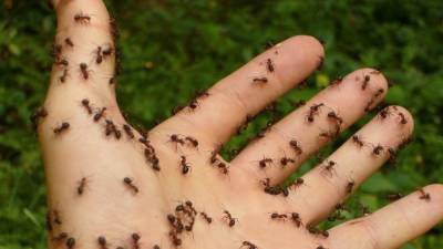 Ученые нашли у муравьев "свадебный обычай"