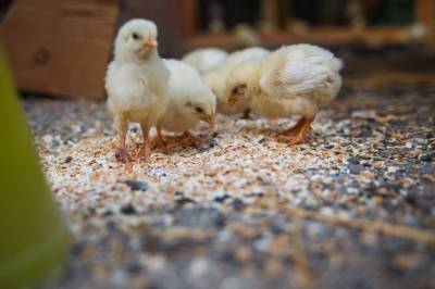 60 тысяч цыплят задохнулись на птицефабрике Томска