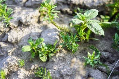 Как уберечь растения от стресса из-за жары и засухи?
