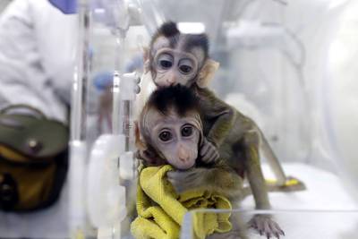 В Китае зафиксировали нехватку обезьян — их массово уничтожают в лабораториях