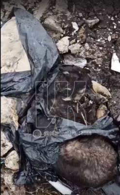 Жители кузбасского посёлка нашли на свалке трупы собак в пакетах