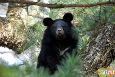 Пермячка Ирина Журавлёва-Шапман снимает первый в мире фильм о гималайском медведе