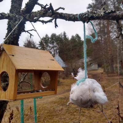 Жителей Ленобласти приглашают помочь обустроить птицам гнезда