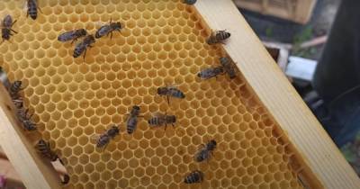 Пчелы "воскресли" после скандала с Укрпочтой: владельцы отказались забирать (видео)