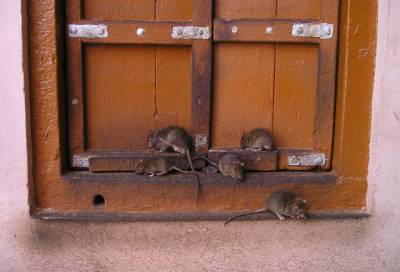 Помогают ли профилактические дезинфекции: эксперты рассказали почему Петербургу не удается избавиться от крыс навсегда