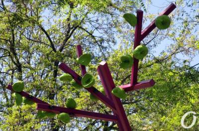 В одесском Греческом парке выросло необычное дерево (фото)