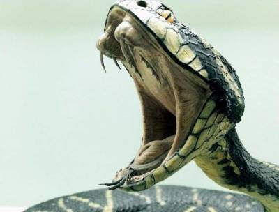 Зооинженер Калинина объяснила, как вести себя со змеями, и когда они становятся наиболее ядовитыми - actualnews.org