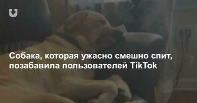 Собака, которая ужасно смешно спит, позабавила пользователей TikTok