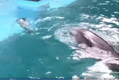 В Одесском дельфинарии показали новорожденного дельфиненка