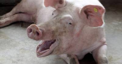 Никаких шуток. Свиньи и грызуны могут дышать задним проходом, -ученые - focus.ua - Япония