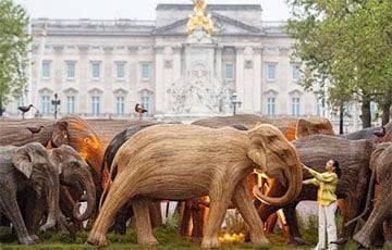 У Букингемского дворца установили 125 деревянных слонов
