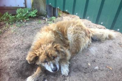 В Тверской области выброшенный старый пес упал в пруд