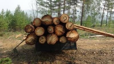 Архангельский депутат Дятлов прокомментировал идею заморозить экспорт древесины