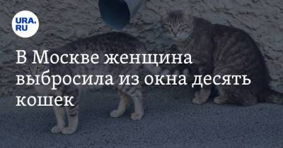 В Москве женщина выбросила из окна десять кошек